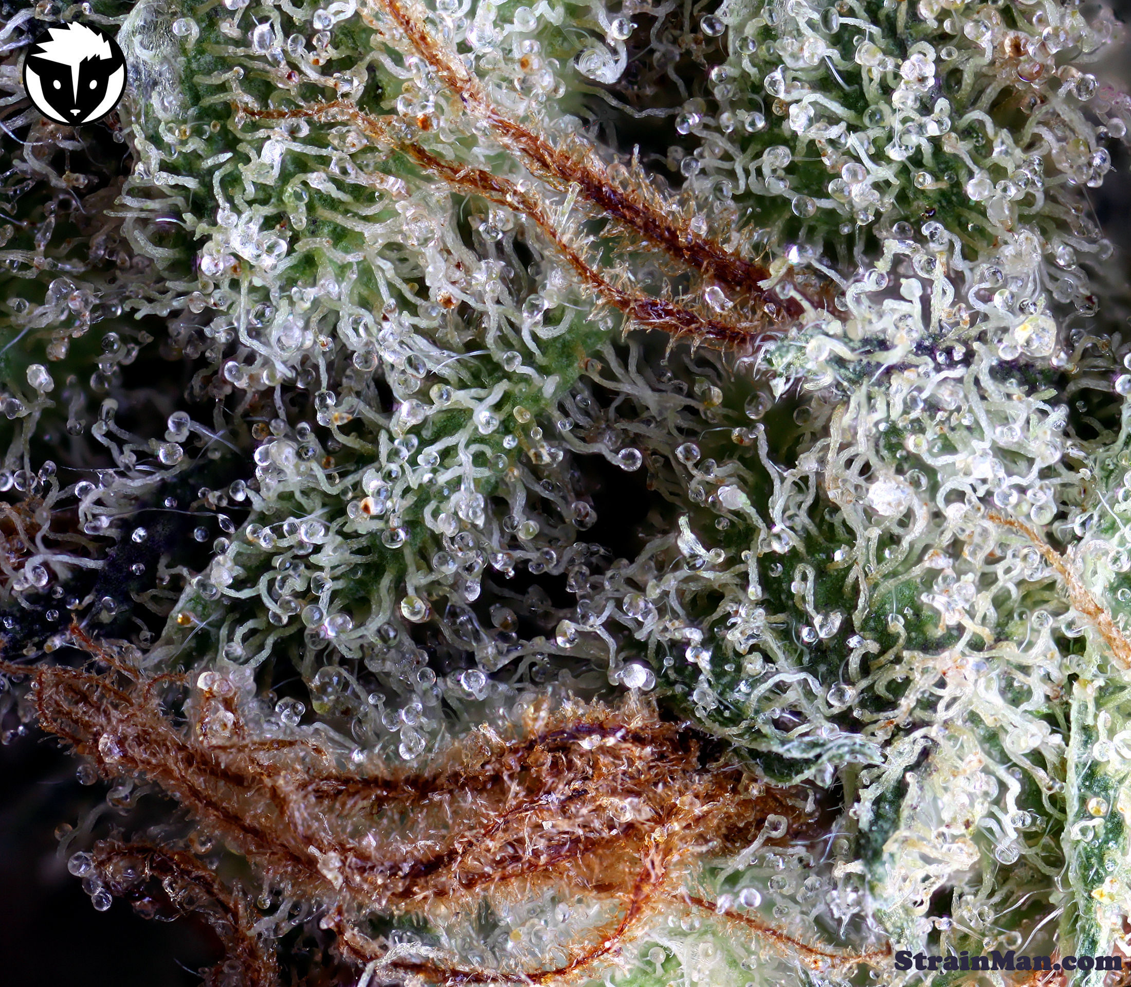 Rare Dankness - Moonshine Haze (reg.)