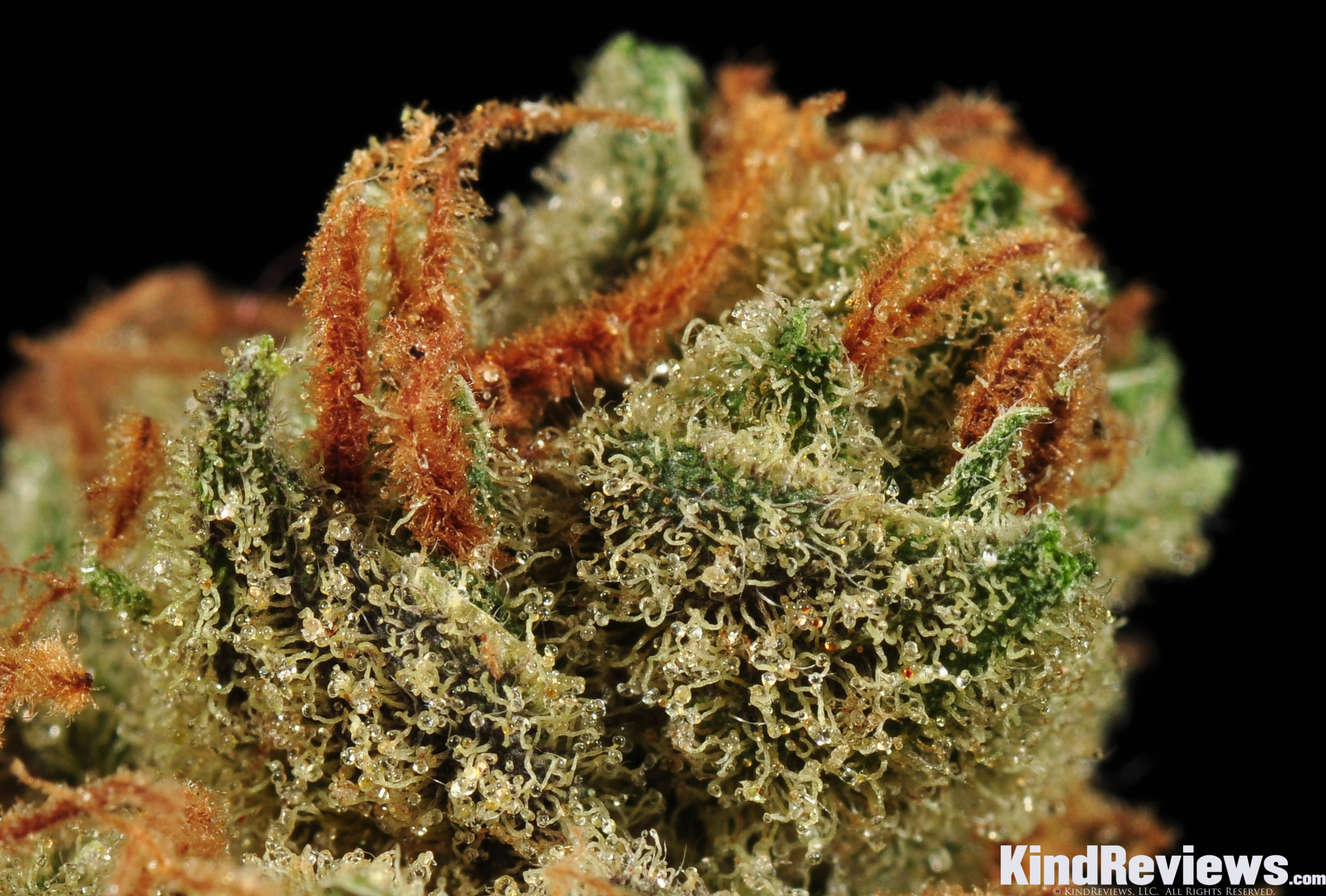 Rare Dankness - Moonshine Haze (reg.)
