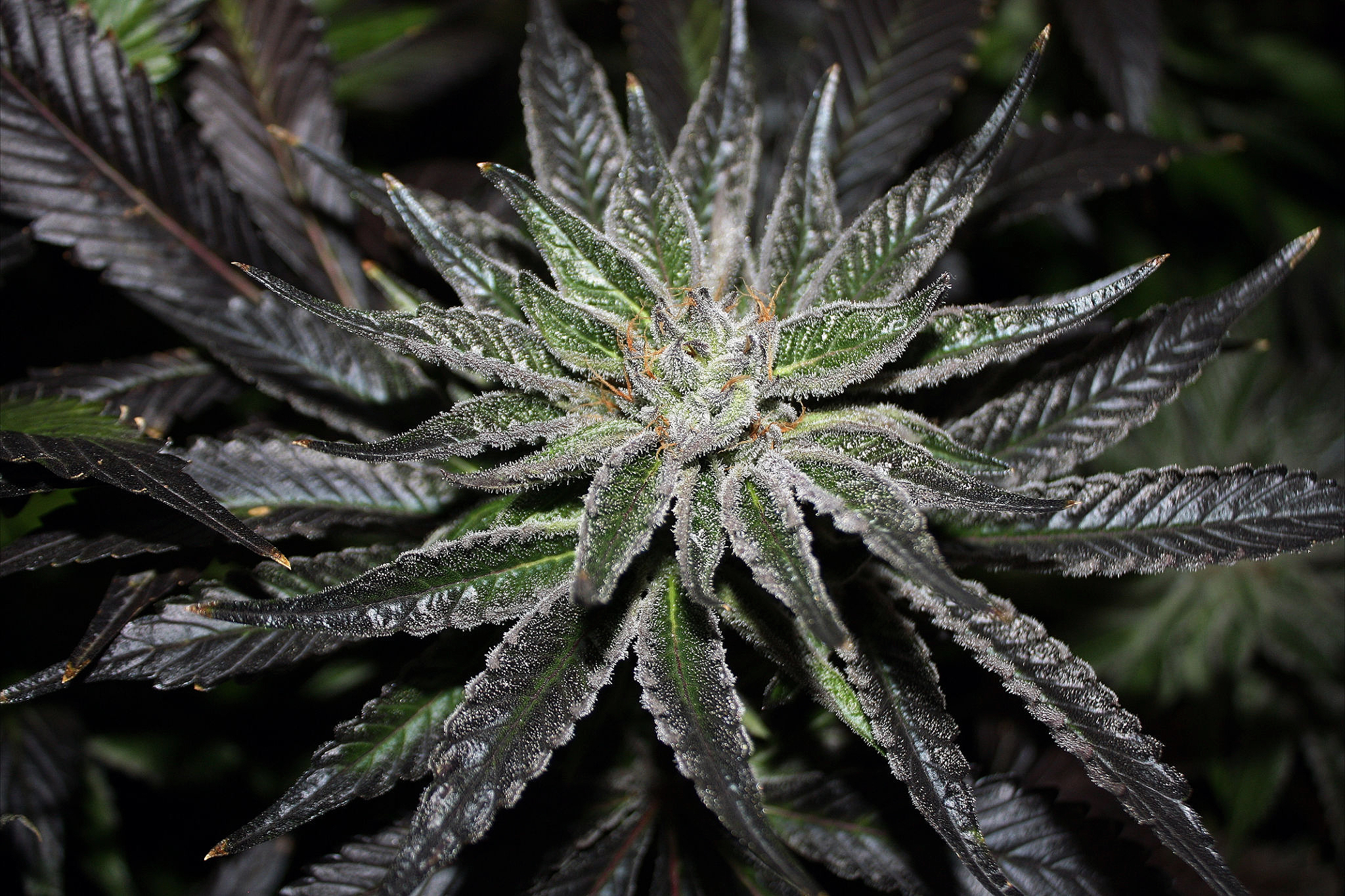 Rare Dankness - The OX (reg.)