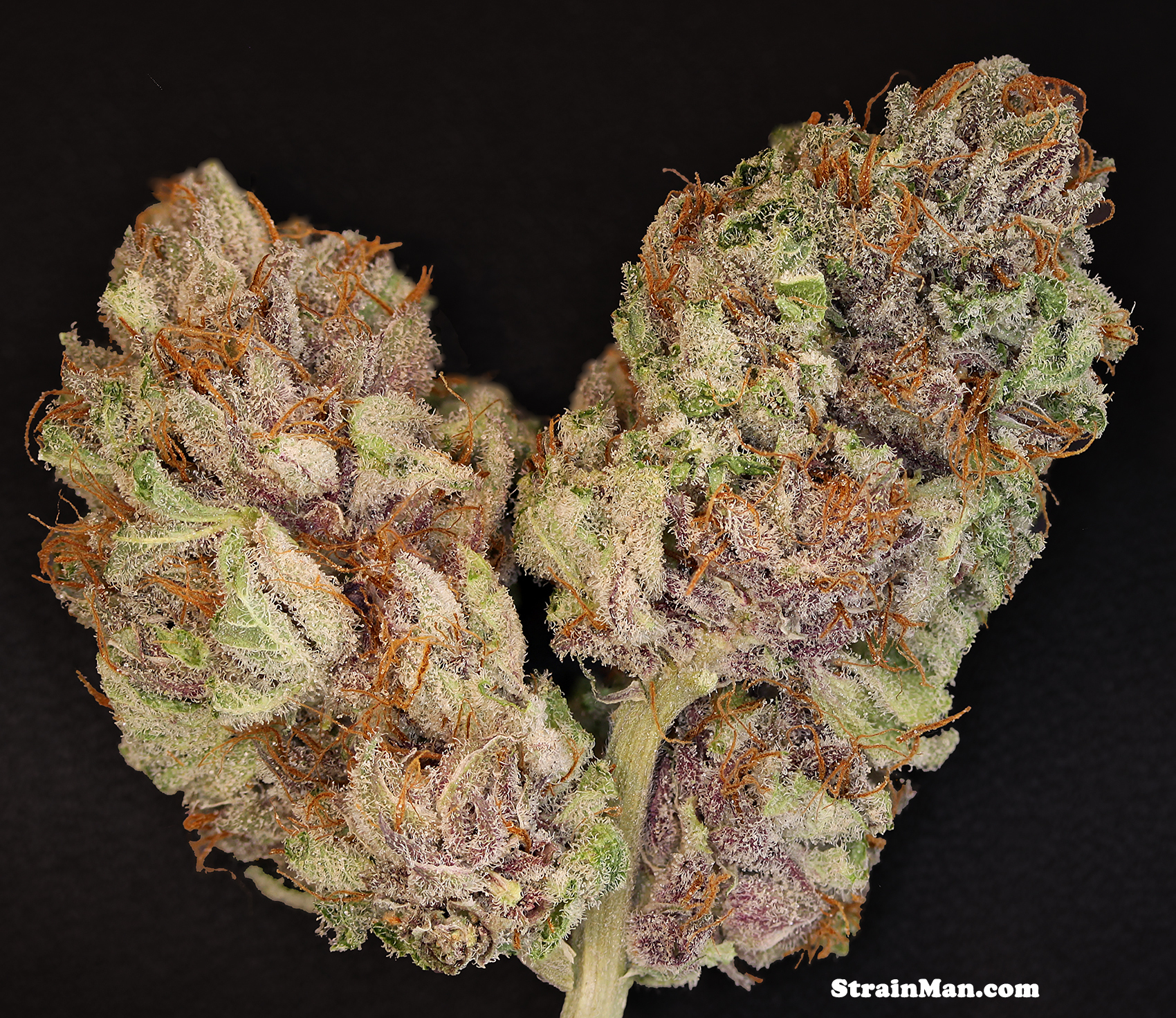 Rare Dankness - The OX (reg.)