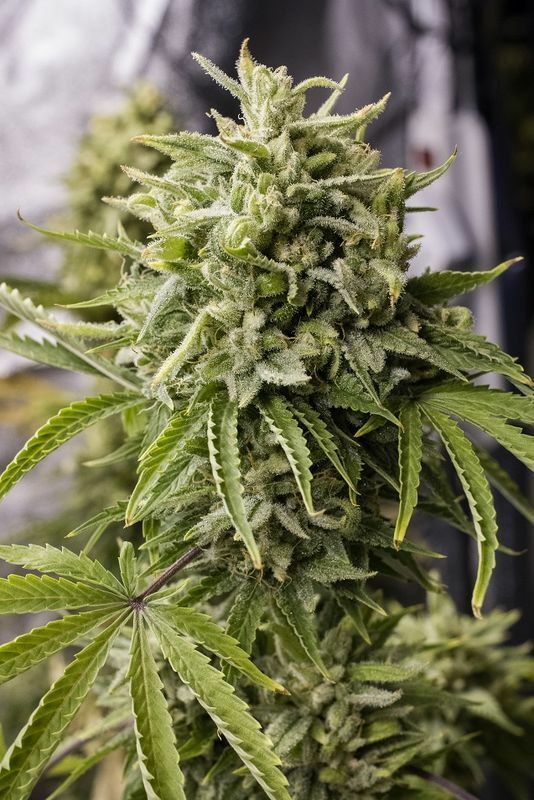 Humboldt Seed Organization - Bubba Kush Auto (auto/fem.)