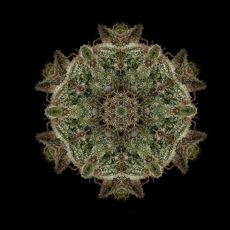 Humboldt Seed Organization - Bubba Kush (reg.)