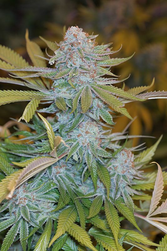 Humboldt Seed Organization - Chocolate Mint OG (fem.)