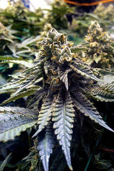 Humboldt Seed Organization - Chocolate Mint OG (fem.)