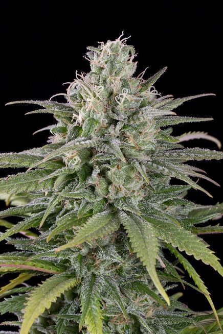 Humboldt Seed Organization - UK Cheese Auto (auto/fem.)
