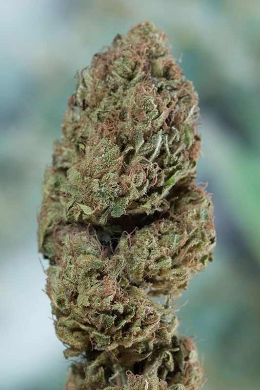 Humboldt Seed Organization - Blueberry Headband (fem.)