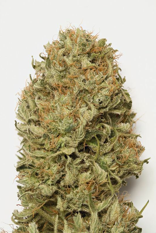 Humboldt Seed Organization - Blue Dream Auto (auto/fem.)