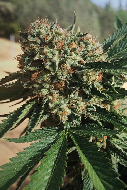 Humboldt Seed Organization - Sapphire OG (fem.)
