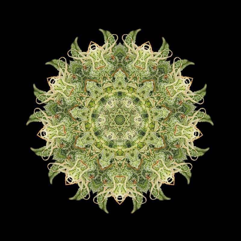 Humboldt Seed Organization - OG Kush (reg.)