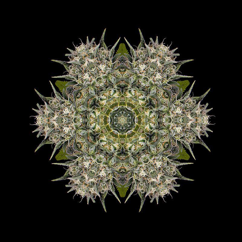 Humboldt Seed Organization - Pineapple Skunk (reg.)