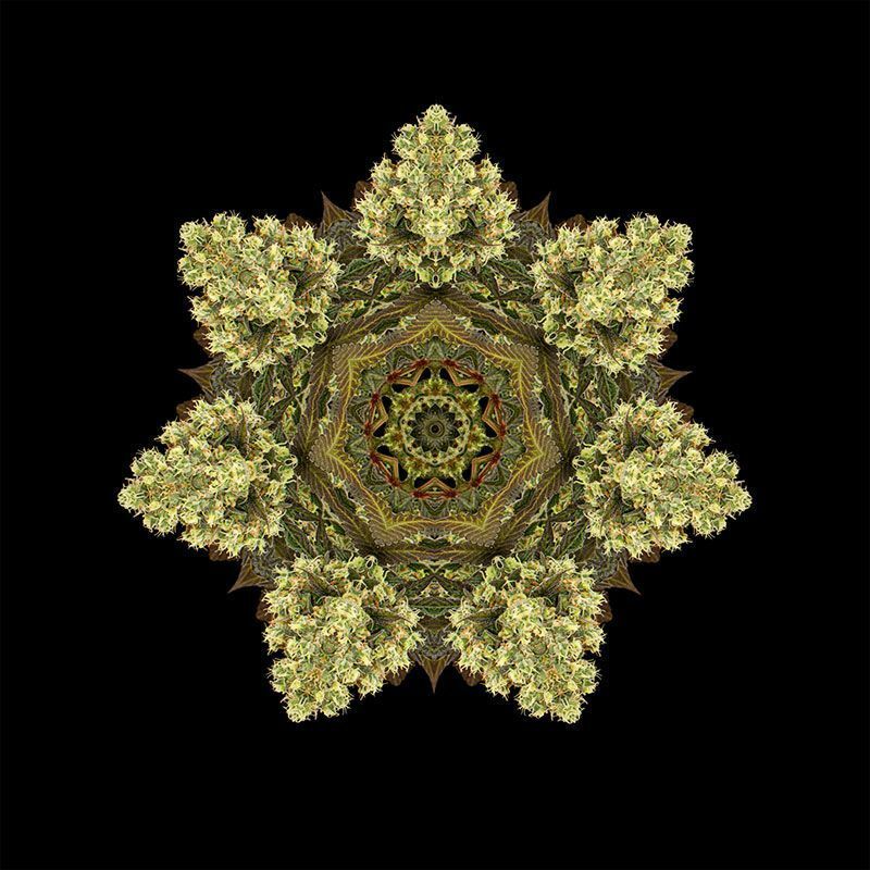 Humboldt Seed Organization - Sour Blueberry (reg.)