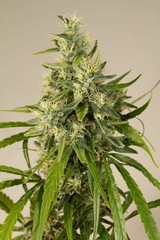 Humboldt Seed Organization - Trainwreck (reg.)