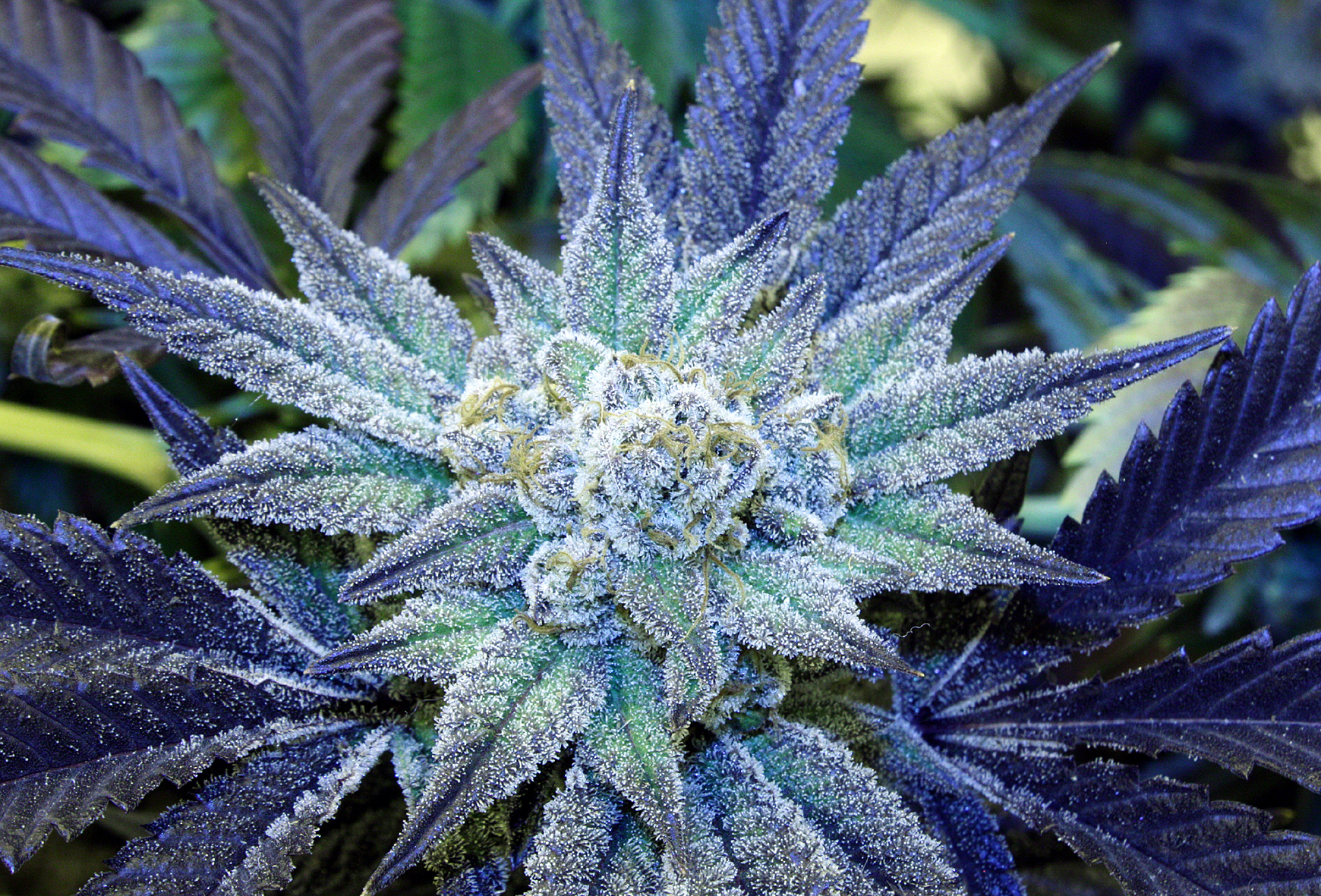 Rare Dankness - Night Terror OG (reg.)