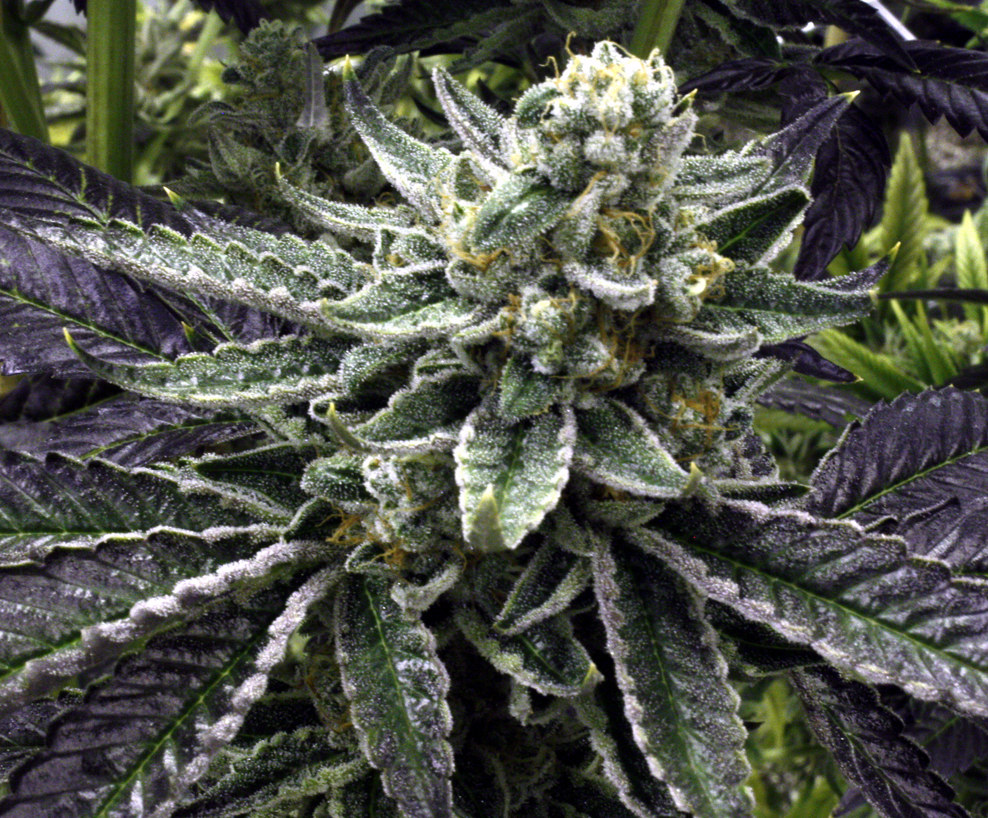 Rare Dankness - Commerce City Kush (reg.)