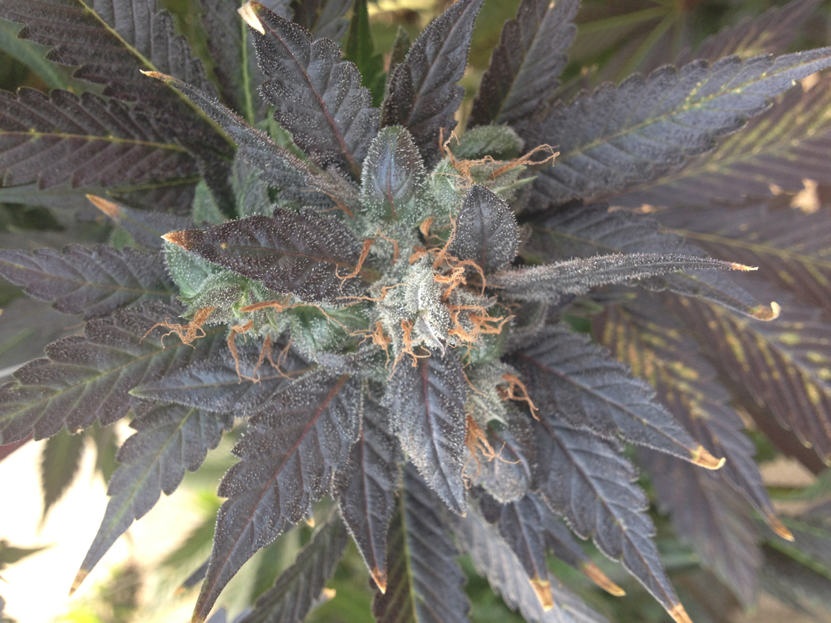 Rare Dankness - Grape OX (reg.)