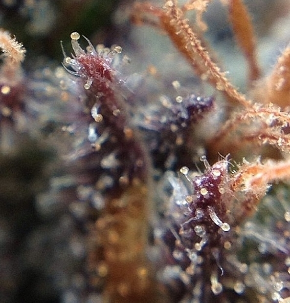 Rare Dankness - Grape OX (reg.)