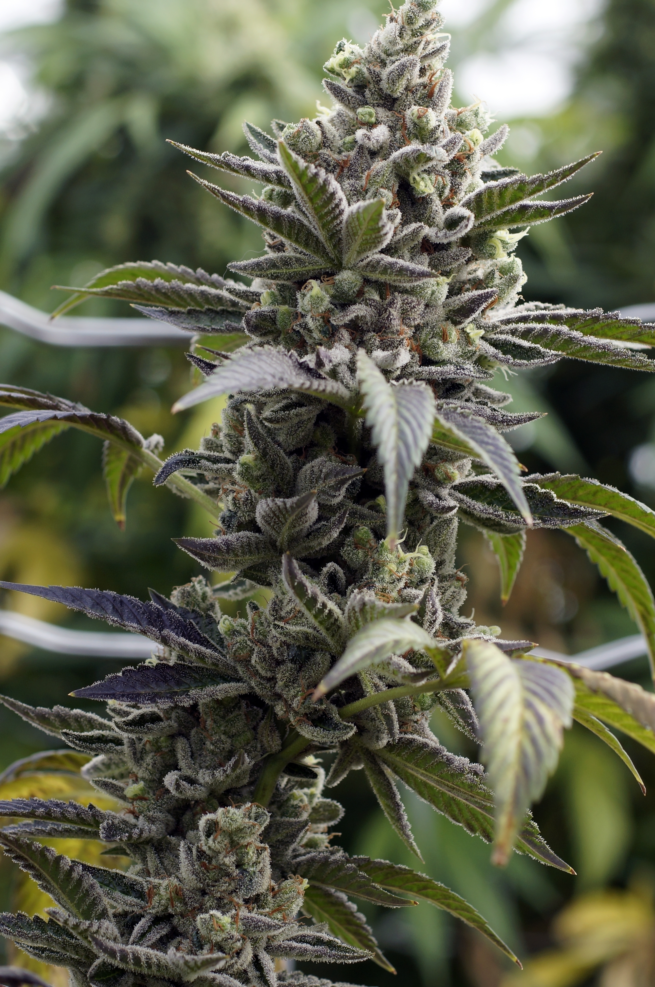 Rare Dankness - Scott's OG (reg.)