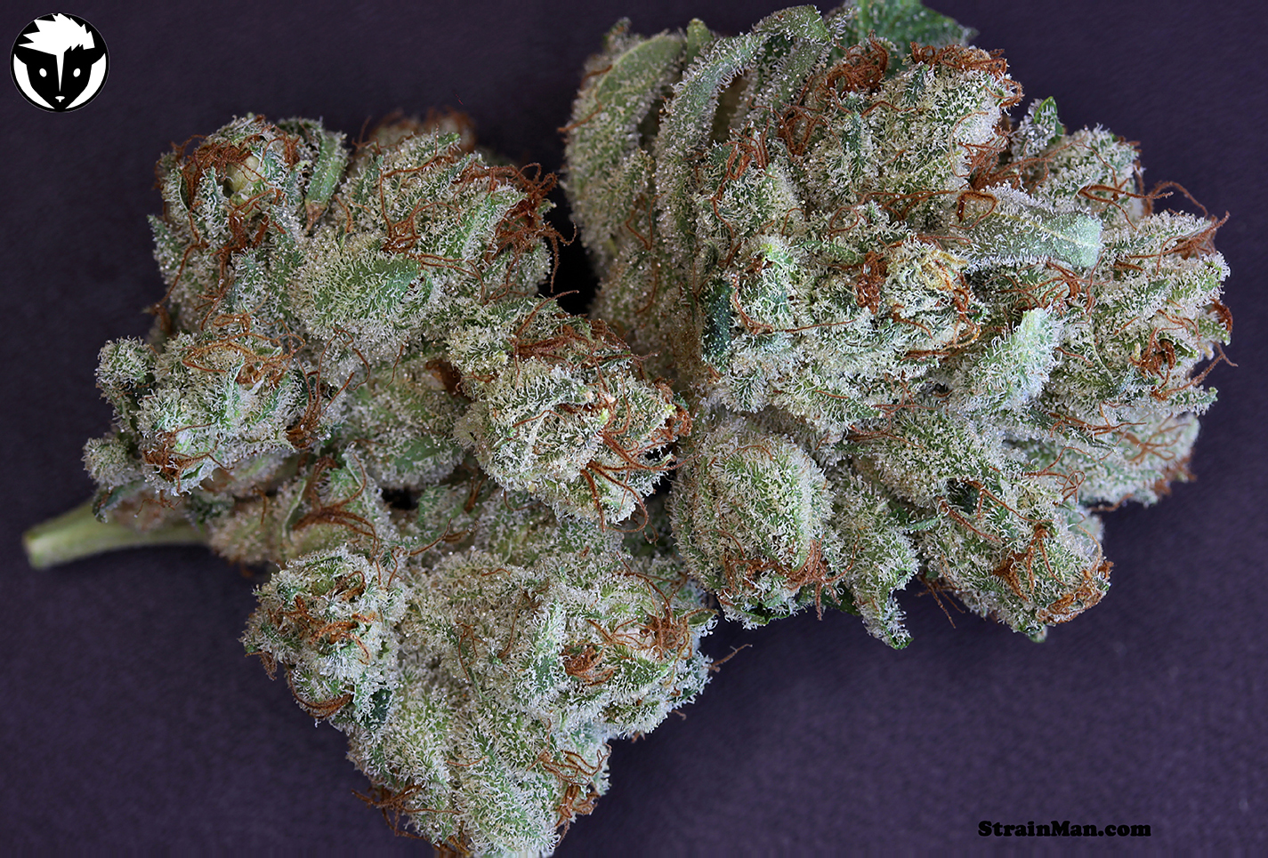 Rare Dankness - Scott's OG (reg.)