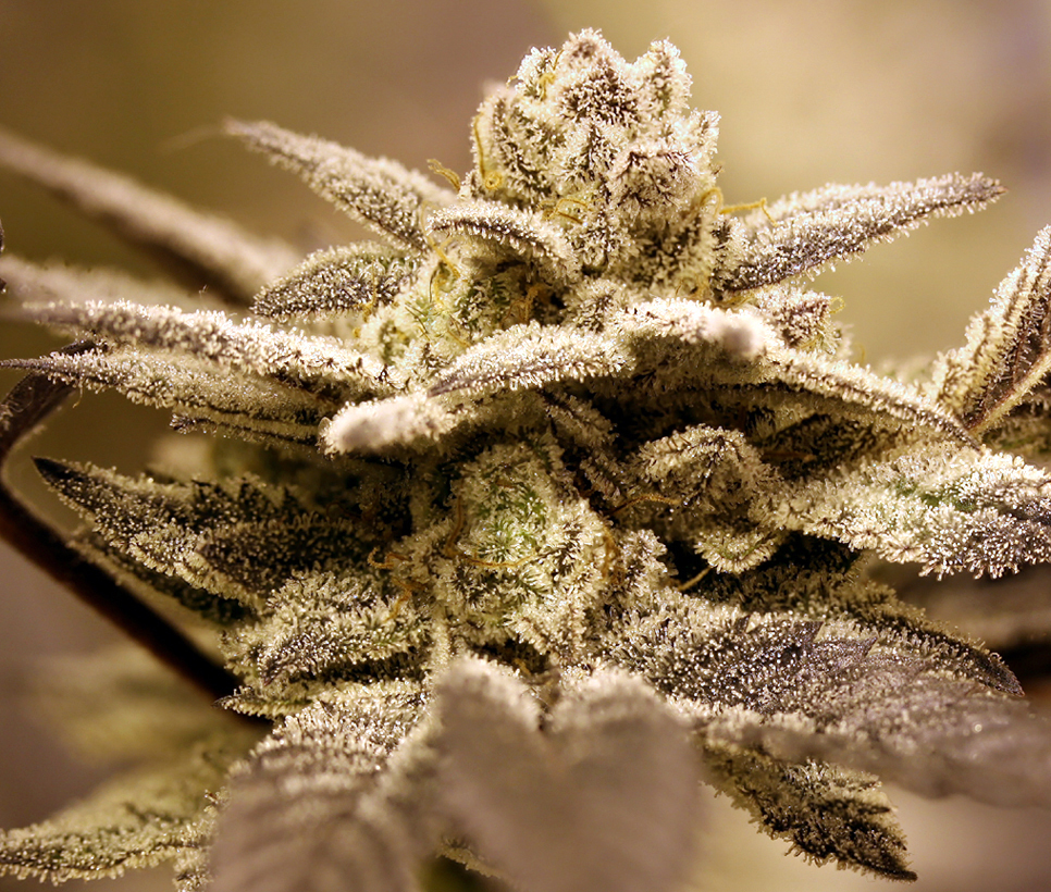 Rare Dankness - Dark Shadow Haze (reg.)