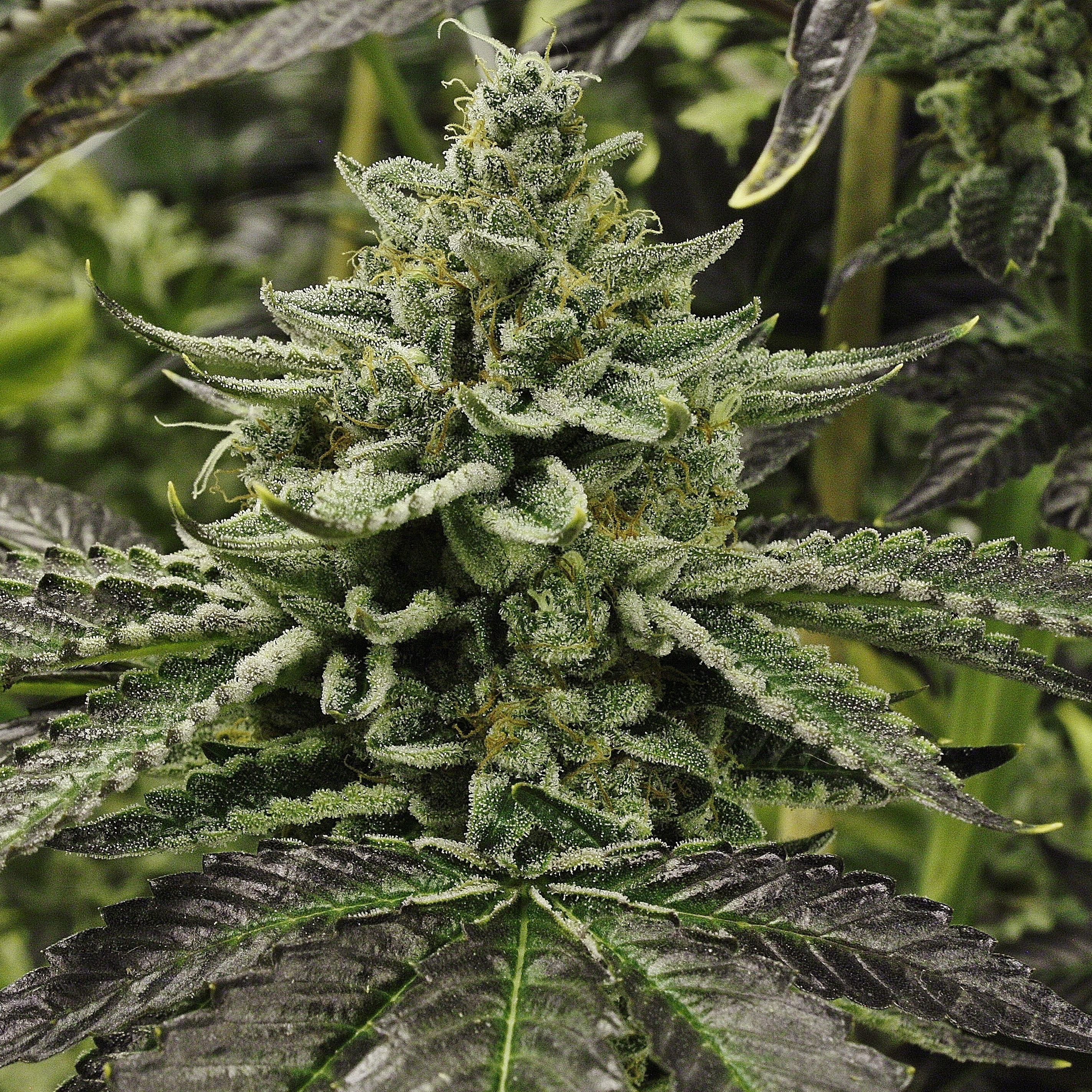Rare Dankness - Longs Peak Blue (reg.)