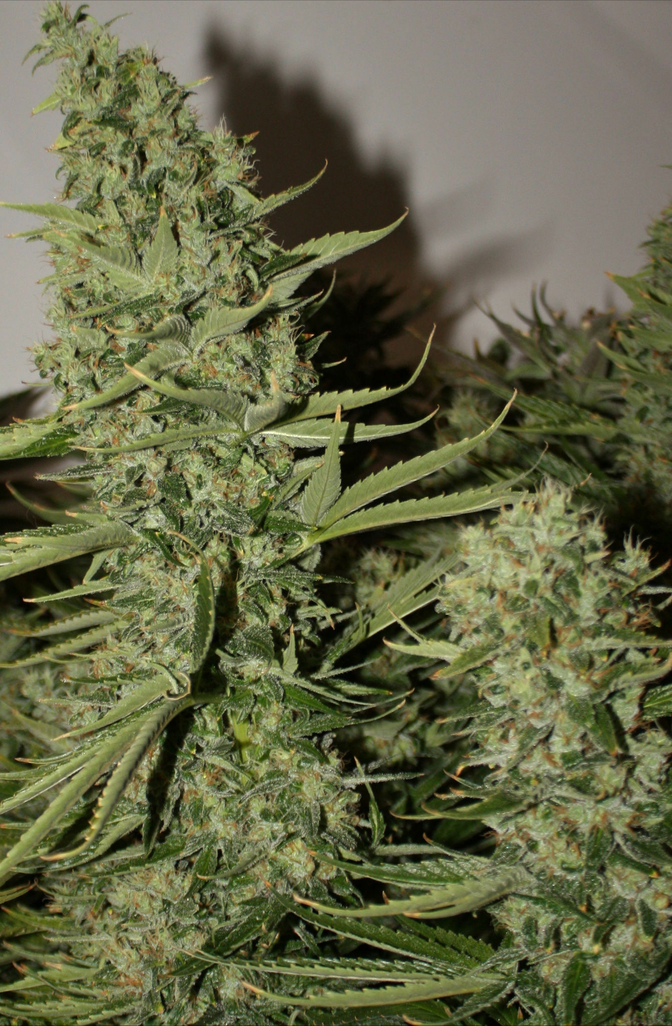 Rare Dankness - Longs Peak Blue (reg.)