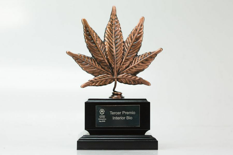 Dinafem - Purple Afghan Kush (fem.)