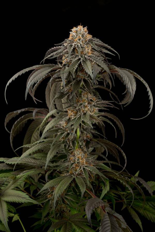 Dinafem - Purple Afghan Kush (fem.)