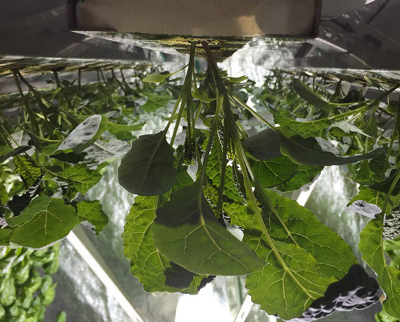 Профессиональная гидропонная система Gi Grow 336 (до 336 растений)