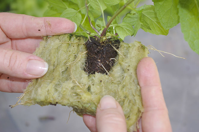 Профессиональная гидропонная система Gi Grow 336 (до 336 растений)