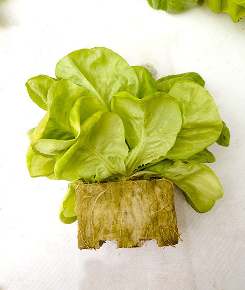 Профессиональная гидропонная система Gi Grow 336 (до 336 растений)