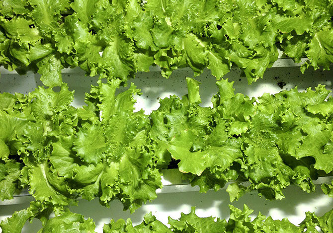 Профессиональная гидропонная система Gi Grow 336 (до 336 растений)