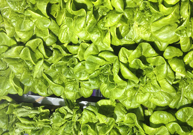 Профессиональная гидропонная система Gi Grow 336 (до 336 растений)