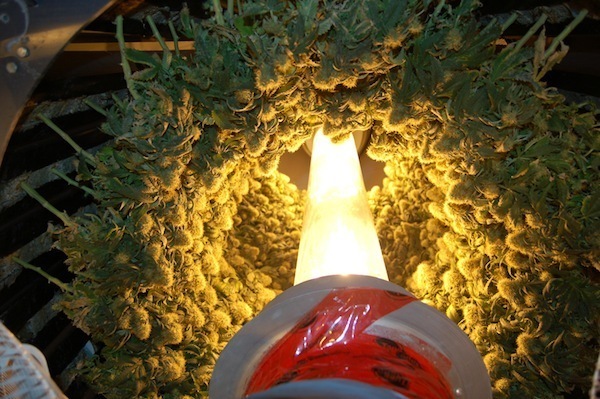 Профессиональная гидропонная система Gi Grow 336 (до 336 растений)