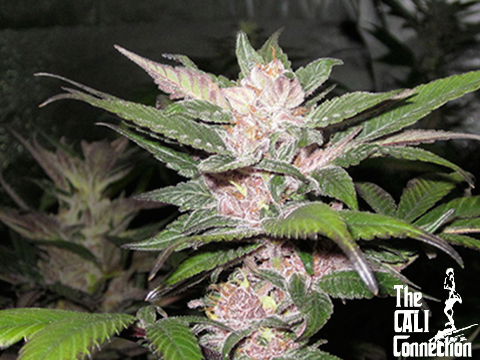 The Cali Connection - Purple Chem (fem.) 🏆