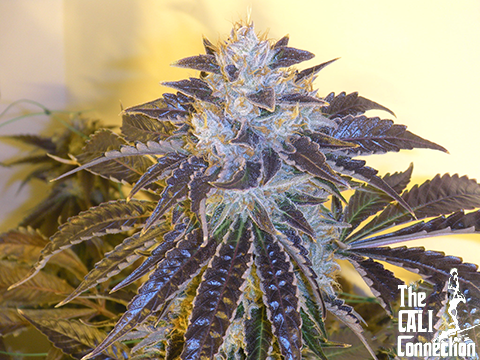 The Cali Connection - Larry OG Kush (fem.) 🏆