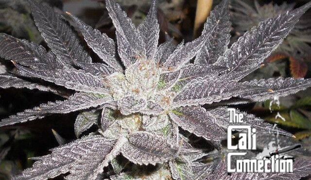 The Cali Connection - LA Affie (fem.) 🇺🇸