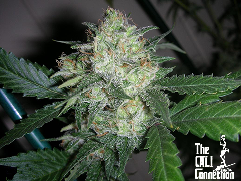 The Cali Connection - OGiesel (fem.) 🇺🇸