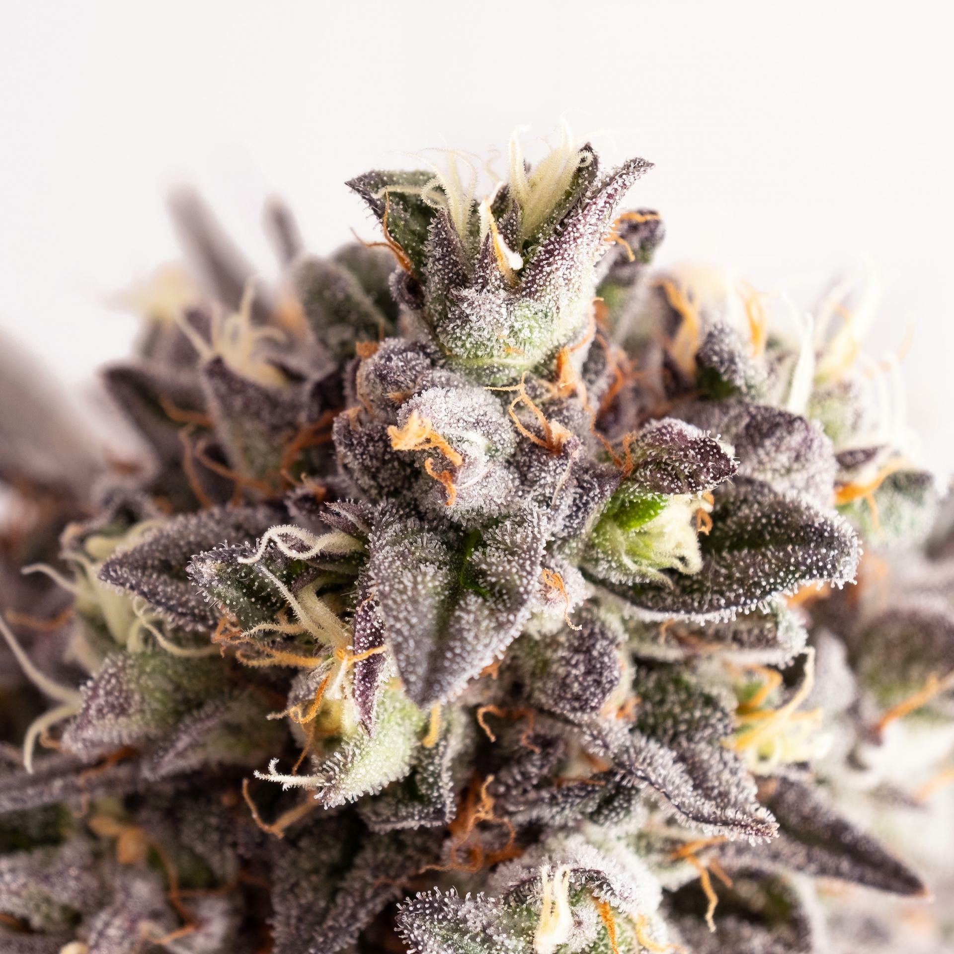 Kannabia Seeds - Gelato-K (fem.)