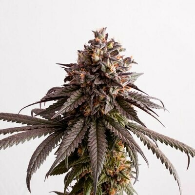 Kannabia Seeds - Gelato-K (fem.) 07385