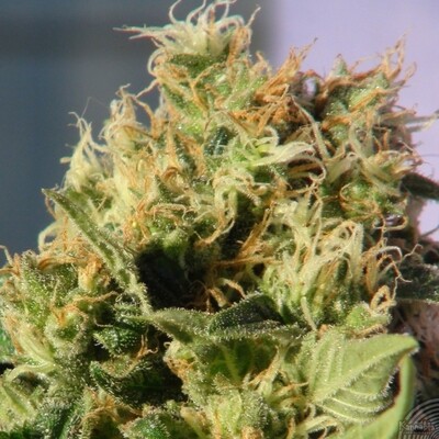 Kannabia Seeds - Mikromachine Auto (auto/fem.) 01581