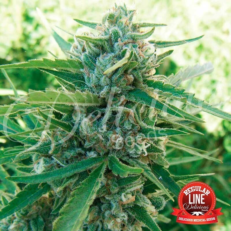 Delicious Seeds - Sugar Black Rose (reg.)