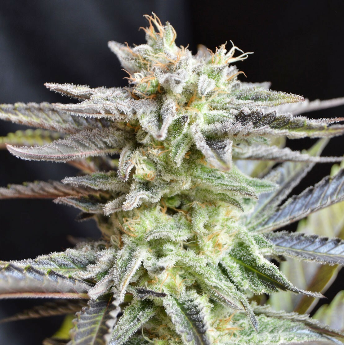 Delicious Seeds - Sugar Black Rose (reg.)