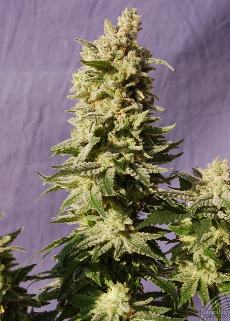 Kannabia Seeds - Mataro Blue (fem.)