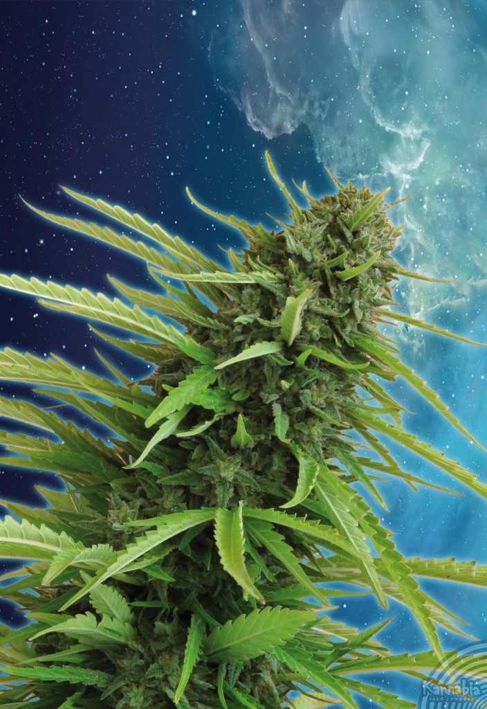 Kannabia Seeds - Mataro Blue (fem.)