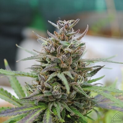 Kannabia Seeds - Baby Boom Auto (auto/fem.) 01583