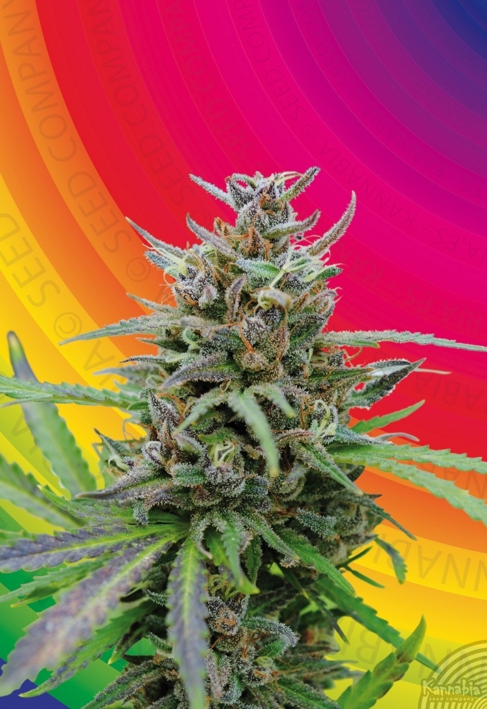 Kannabia Seeds - Baby Boom Auto (auto/fem.)