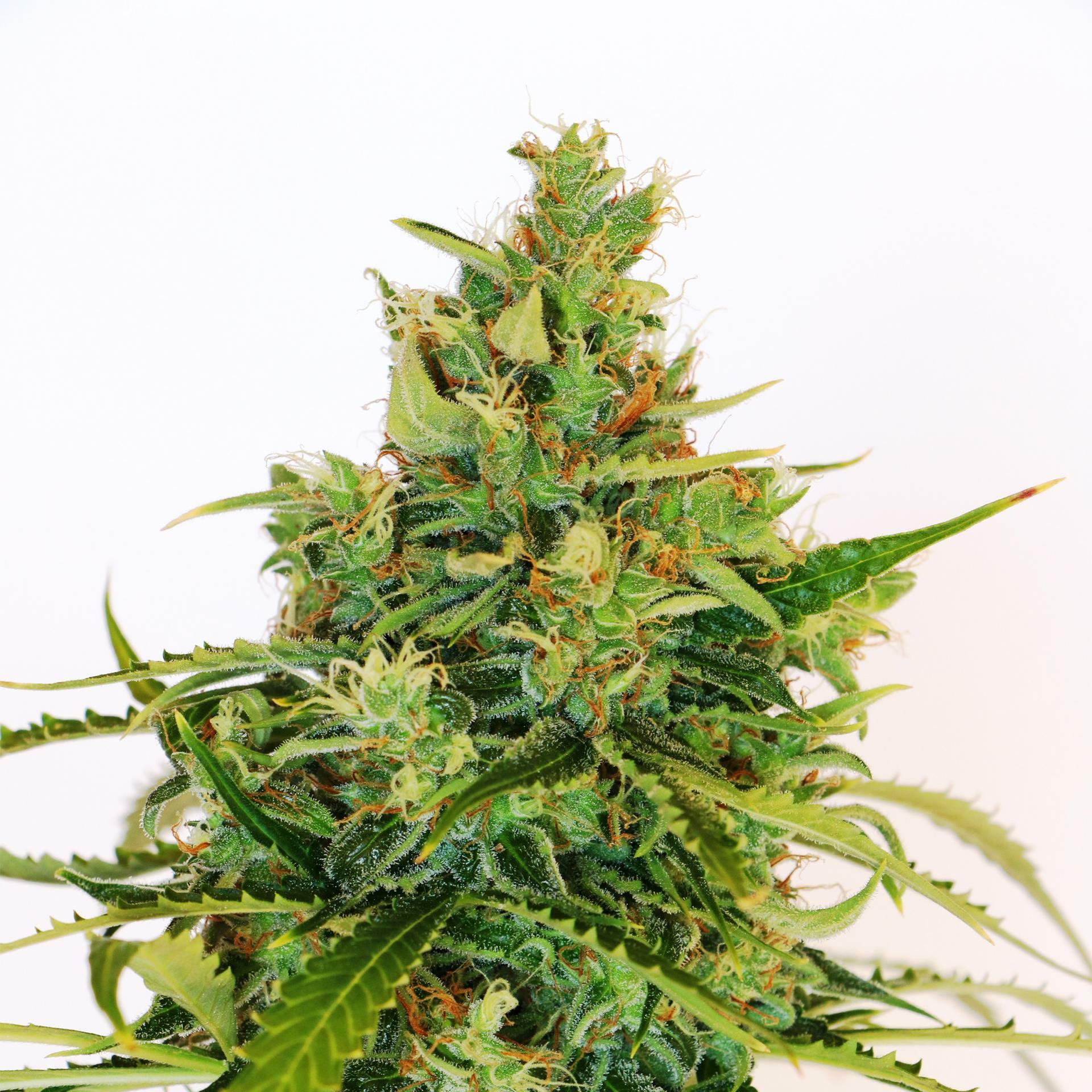 Kannabia Seeds - Amnesi-K Lemon (fem.)