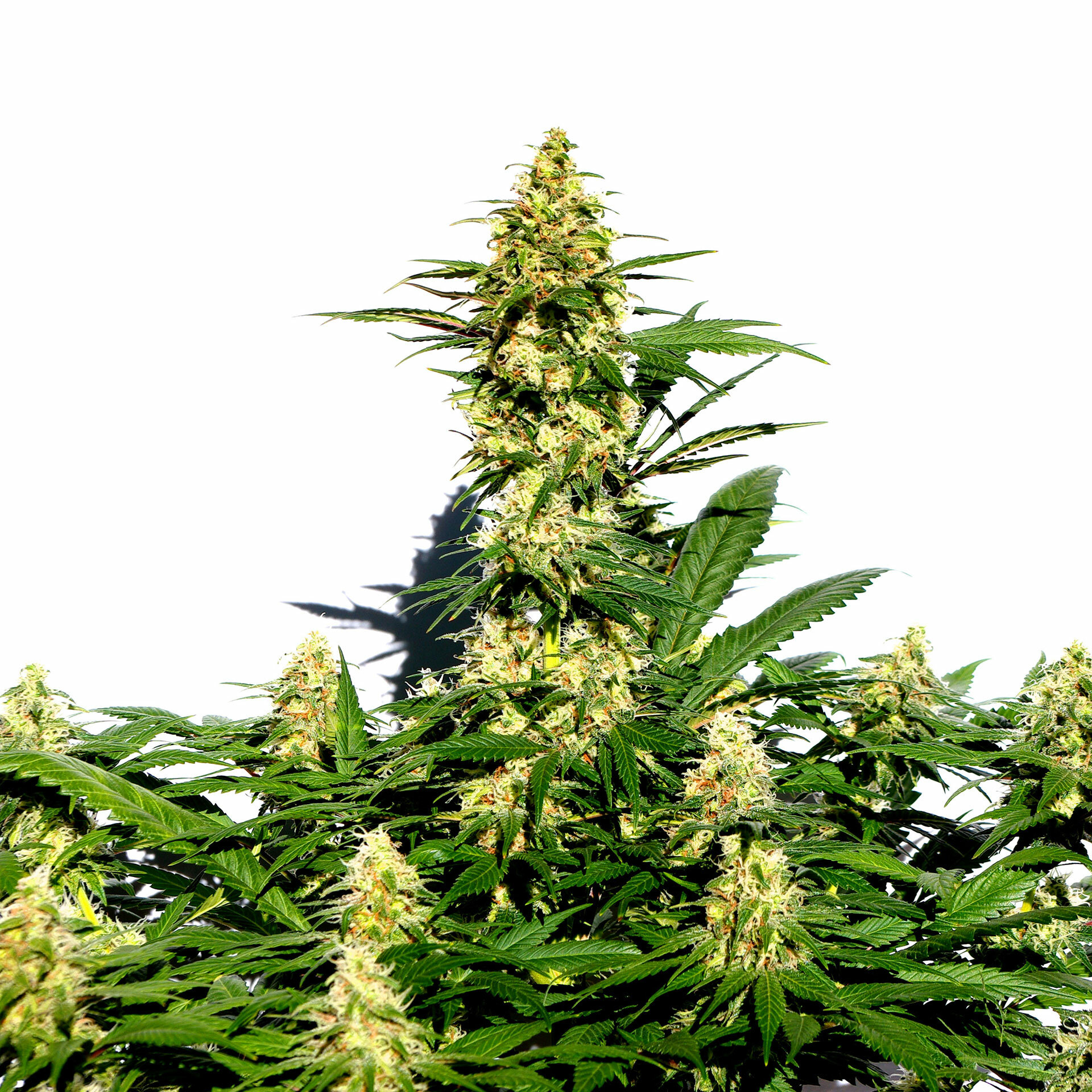 Kannabia Seeds - Amnesi-K Lemon (fem.)