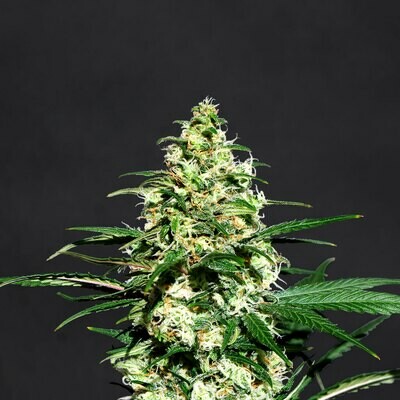 Kannabia Seeds - Amnesi-K Lemon (fem.) 05382