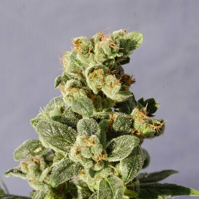 Kannabia Seeds - Gnomo Auto (auto/fem.) 01578